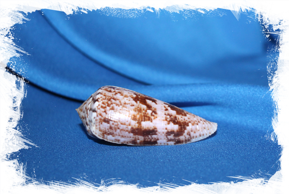 Раковина коллекционная морская Conus kinoshitai, Конус киношитай