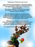 Барбарис Голден ринг Золотое кольцо