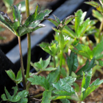 Астранция большая "Claret". Astrantia major "Claret".