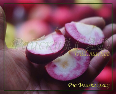 Яблоня Мельба Ред , Мелба Красная,(Melba-red)
