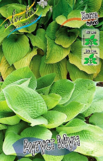 Хоста Аугуст Мун