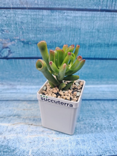 Сrassula Ovata Gollum (Крассула)