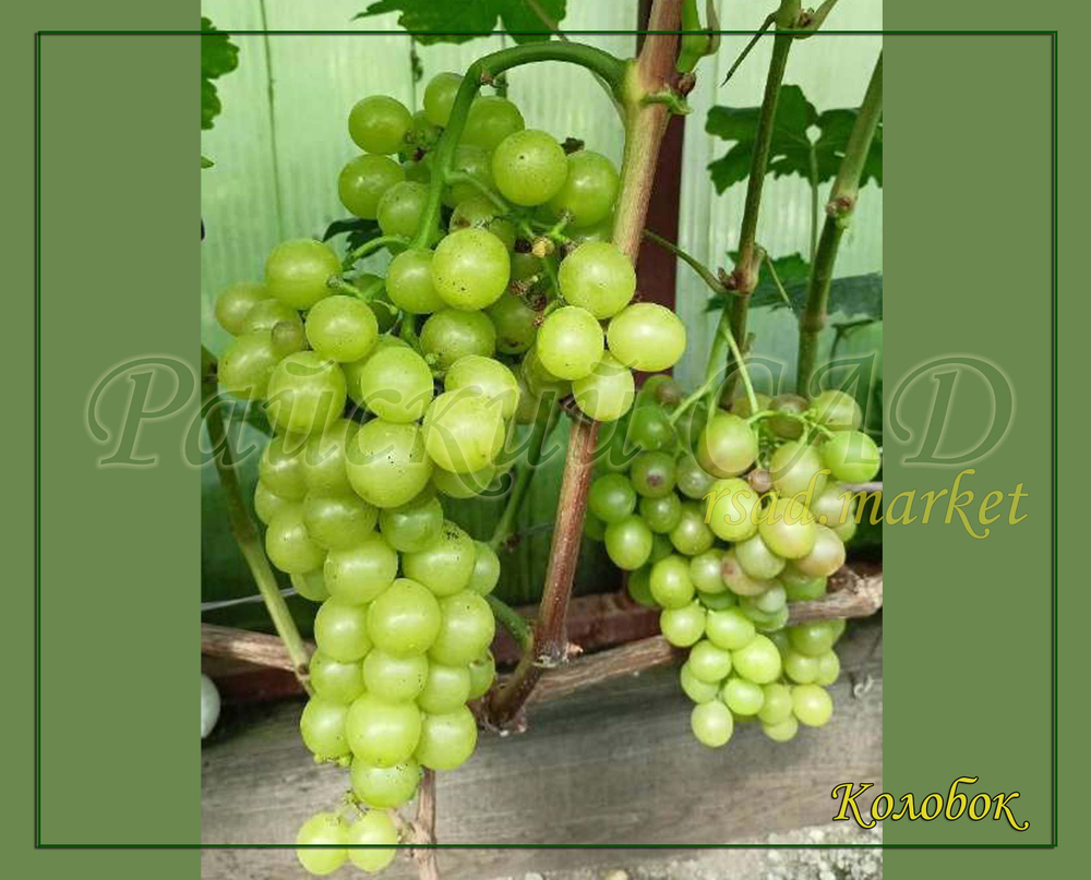 Виноград Колобок