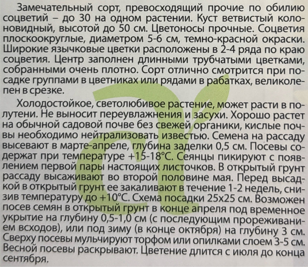 Астра Помпонная Темно-красная 0,2 г СМЦ-426