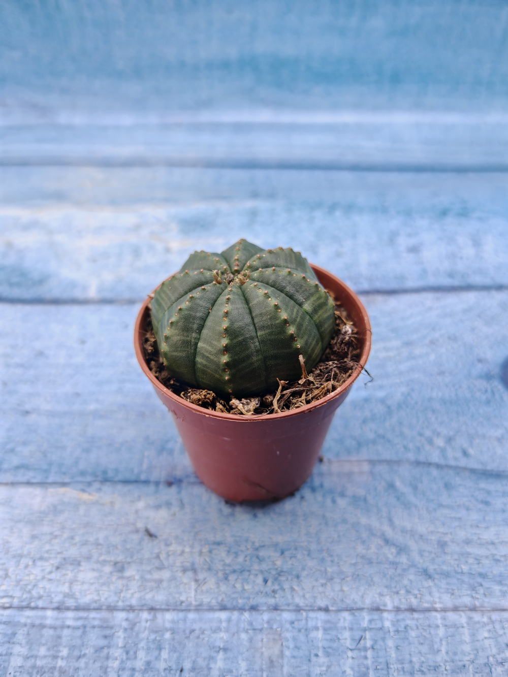 Euphoria Obesa (Эуфорбия)