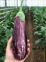 Зебрино F1 семена баклажана ( Yuksel Tohum / )