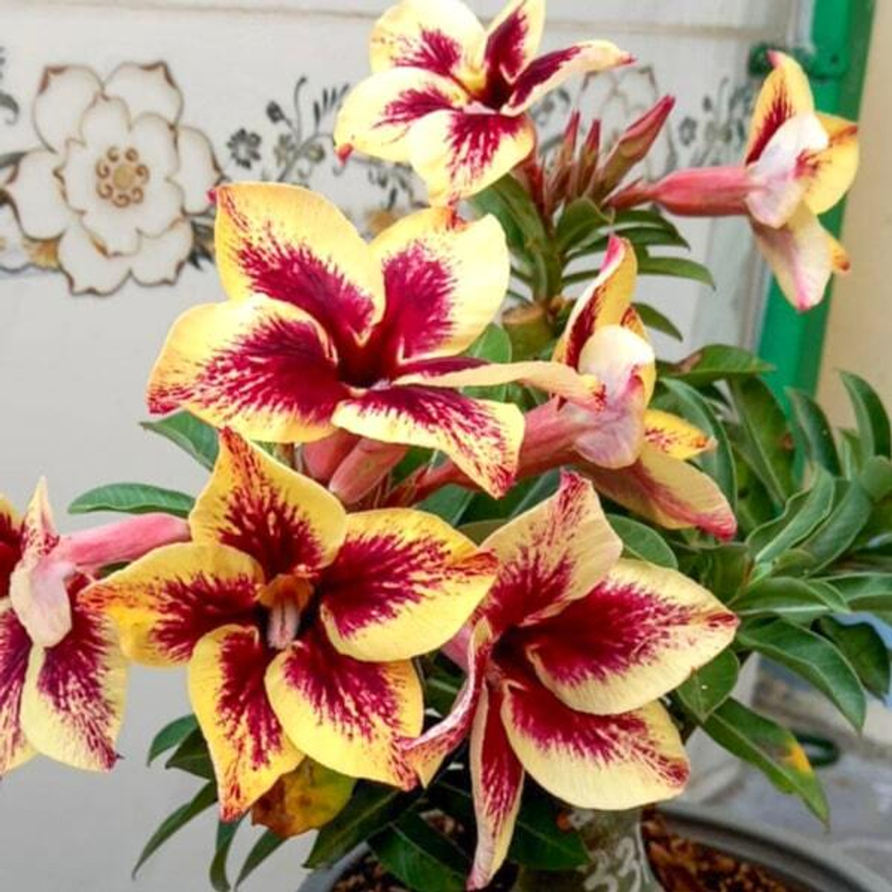 Адениум PLA MOSEE