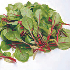 Серен семена мангольда (Sakata / Саката)