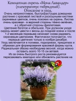 Комнатная сирень Мона Лавандер плектрантус гибридный
