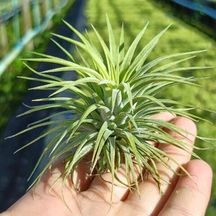Тилландсия ionantha Rubra R (T43)