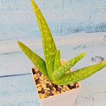 Aloe Vera (Алоэ Вера)