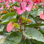 Антуриум Андре CAVALLI