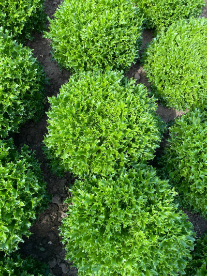 Экспертайз семена салата хрустящего с сильно рассеченным листом Rijk Zwaan-Райк Цваан отзывы – фото 10