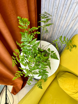 Атириум Адиантоформис, Папоротник, D12см Н35см, 1шт, Urban Jungle (7143)