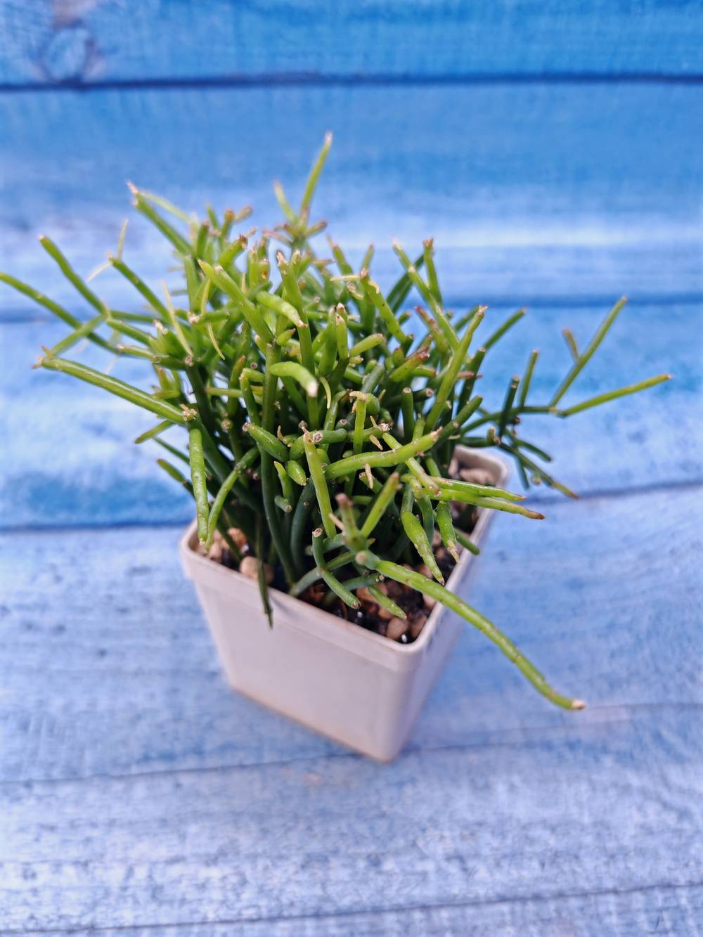 Rhipsalis Clavata (Рипсалис)
