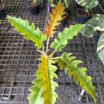 Филодендрон GOLDEN SERRATUM MARBLE