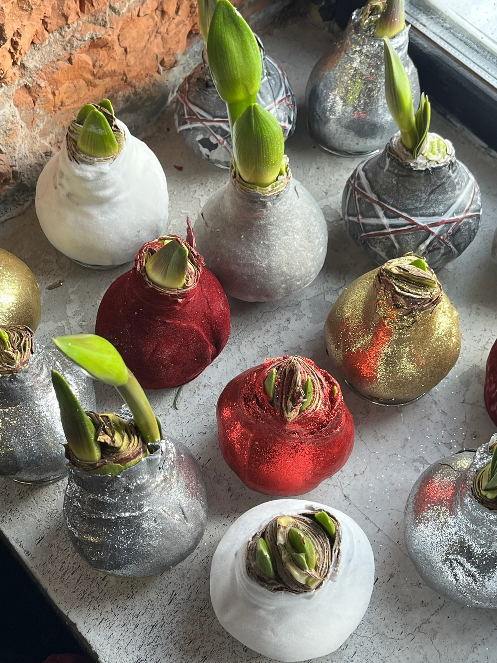 Амариллис луковица - цвет серебро