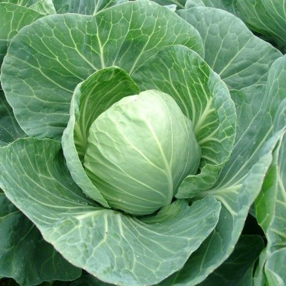 ТАФМА F1 семена капусты белокочанной (Rijk Zwaan | Alexagro) – фото 6