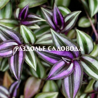 Традесканция Зебрина