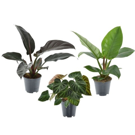 Филодендрон (MIX)