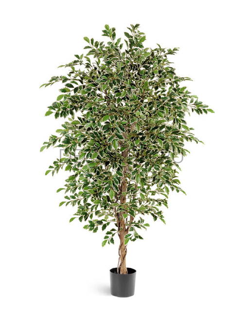 Золотой фикус Фолиа 130 см 2/2 10.33204NW