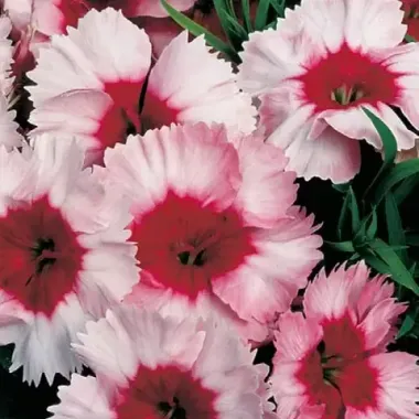 S3037 Гвоздика китайская Super Parfait Strawberry 5шт.