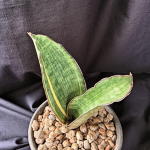 Сансевиерия SCIMITARIFORMIS R944 VAR