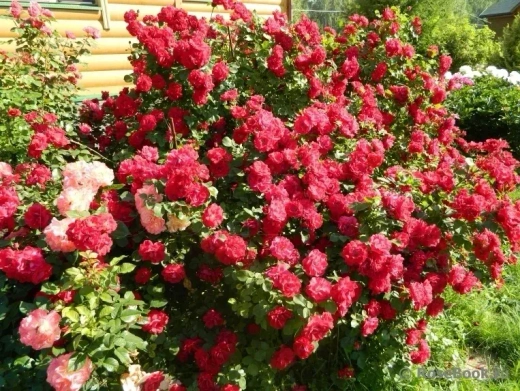 Роза канадская Шамплейн С4 Закупка М43 июнь 2026