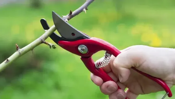 Апрельская обрезка: почему в Иркутской области нельзя спешить с секатором?