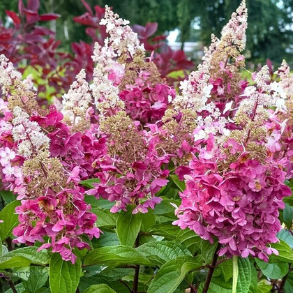 Гортензия метельчатая Confetti
