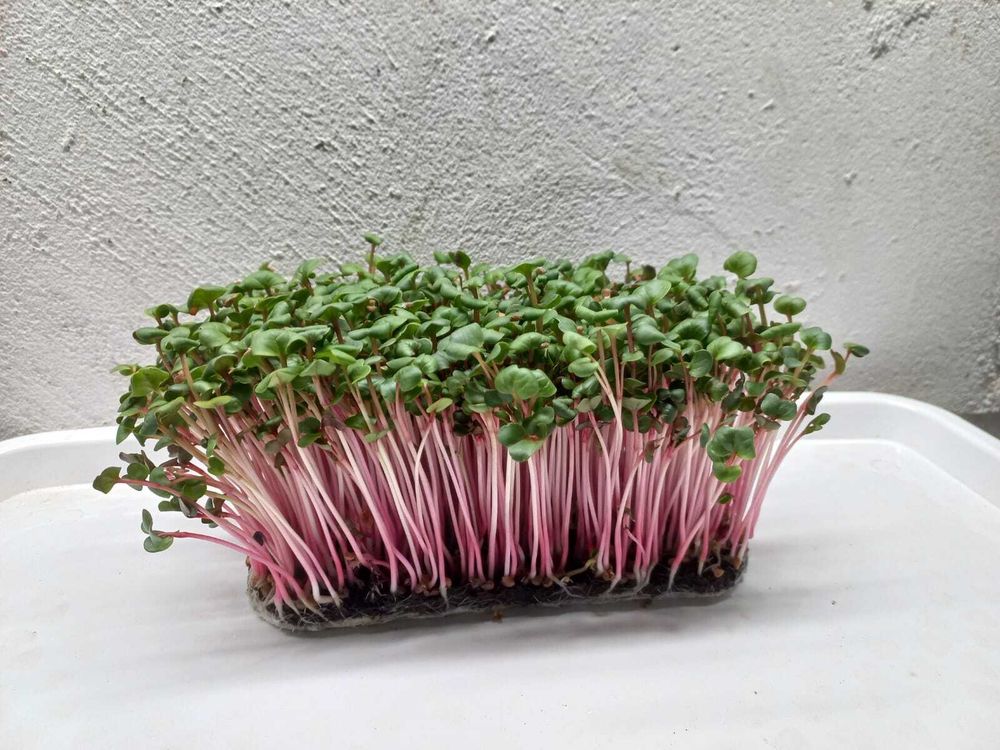 Редис Red Coral микрозелень