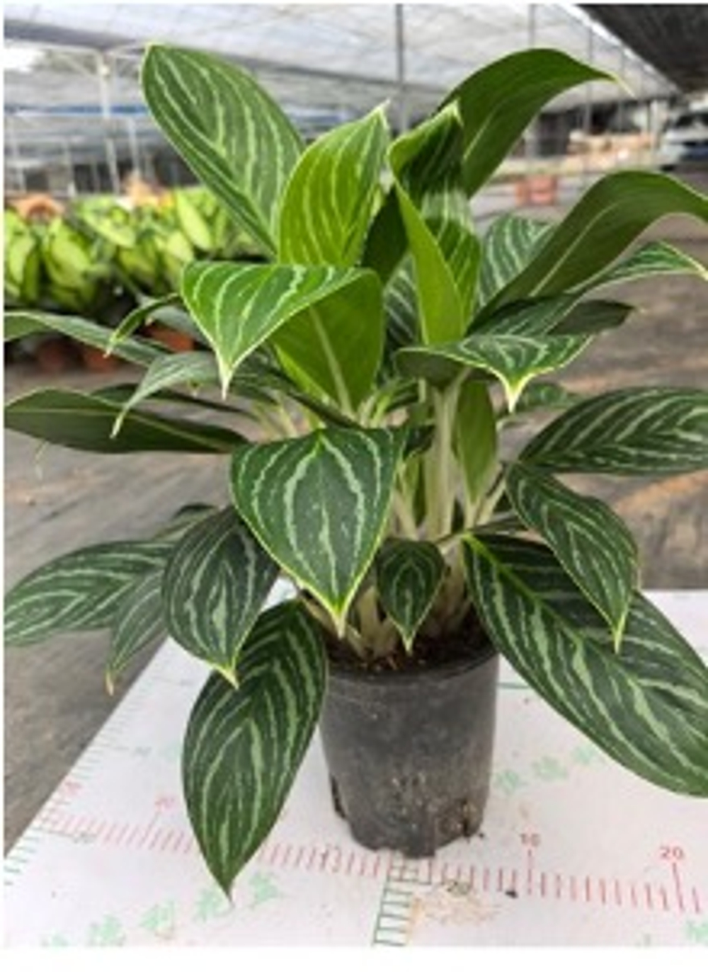 Диффенбахия white snow princess д.16