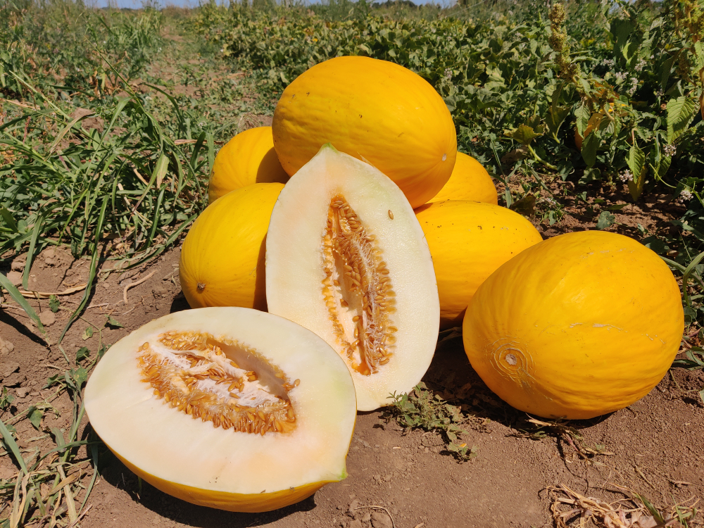 Санора F1 семена дыни ( Yuksel Tohum / )