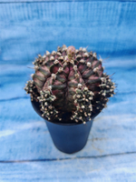 Gymnocalycium T-Rex Pink hybrid (Гимнокалициум T-rex)