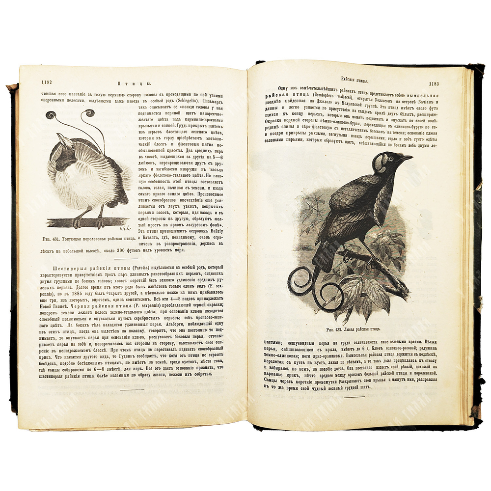 Мензбир М. А. Птицы. - СПб.: Типография Акц. общ. Брокгауз-Ефрон, 1904–1909.