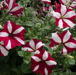 ПЕТУНИЯ EASY WAVE BURGUNDY STAR | Alexagro