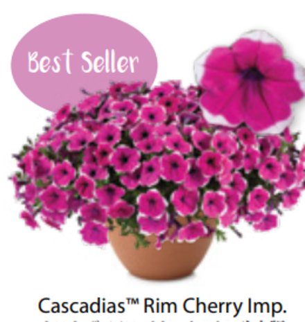 ЕВРО Петуния Cascadias Rim Cherry ОКС укорененные черенки В наличии