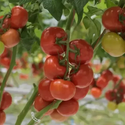 Томат КЛОБОГО кассета 4шт.