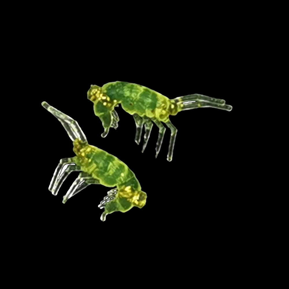 Рыболовные, силиконовые приманки. Рачки мормыш RuBaits Shrimp креветка. Набор для рыбалки на щуку, судака, окуня, форель. Зимняя рыбалка, микроджиг.