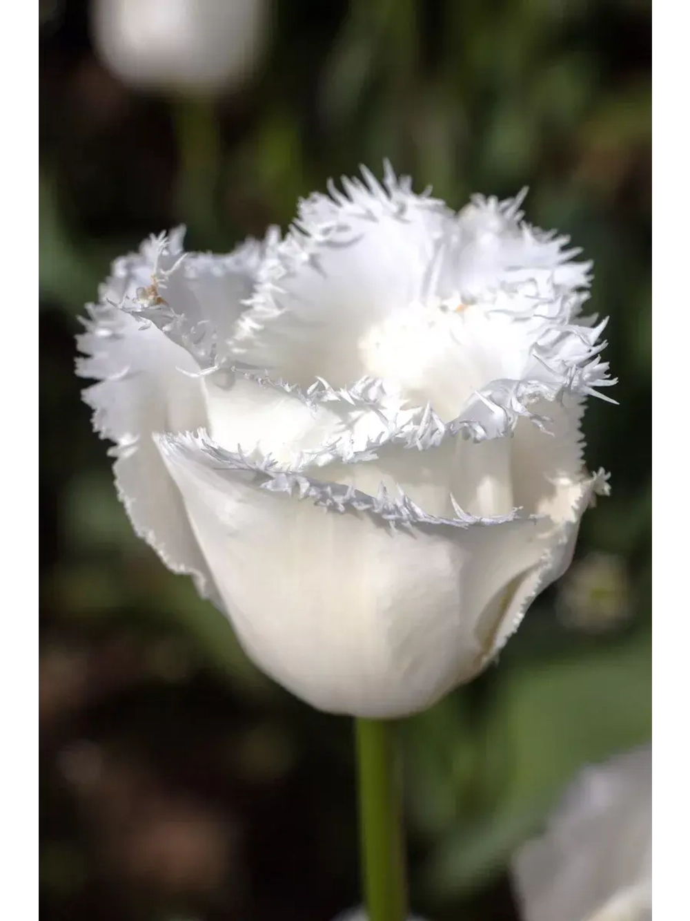 Тюльпаны пионовидные ,луковицы сорт NORTHPOLE ( 4 штуки)