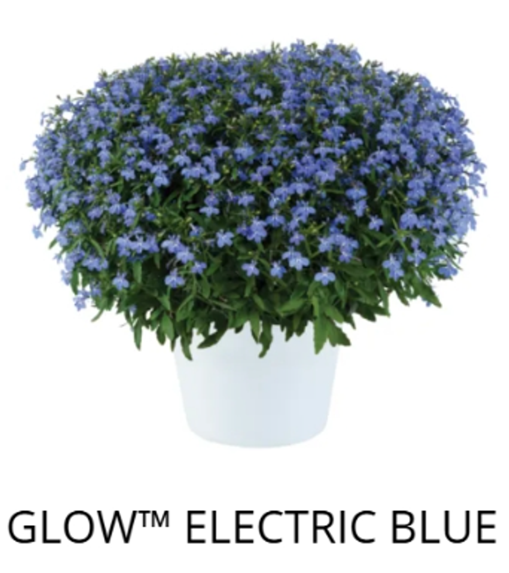 ЕВРО Лобелия Glow Elecrtic Blue укорененный ЕВРО черенок НАЧАЛО ЯНВАРЯ поставка 5