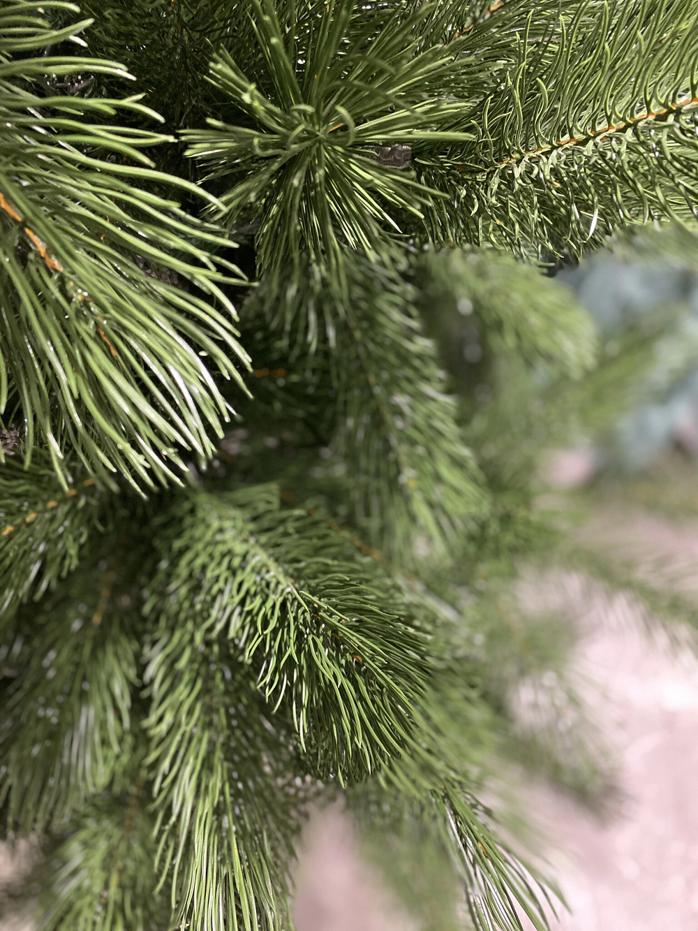 Сосна Царь елка Триумфальная 180 см ТМ-180