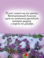 Алиссум вегетативный Пурпурная река