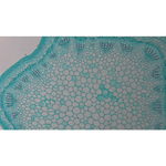 Видеоокуляр ToupCam XCAMLITE1080PA HDMI USB