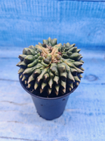 Gymnocalycium Spineless Crested form (Гимнокалициум)