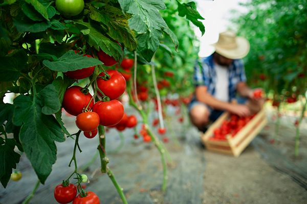 Советы по уходу за теплицей летом. Что выращивать и как использовать