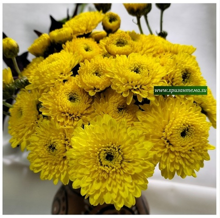 Корейская хризантема Золотой шар ☘ з.12 🌻 (отгрузка август - сентябрь 2025г)