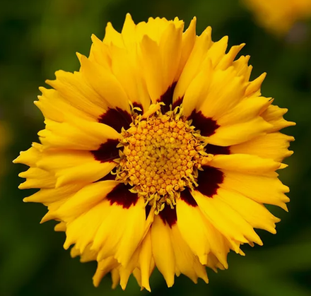 Кореопсис Андиамо Еллоу Ред рассада конец апреля 26