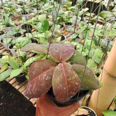 Хойя UNDULATA RED