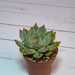 Echeveria Chihuahuensis (Эхеверия)
